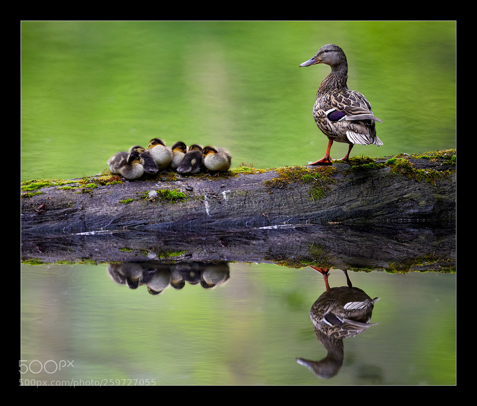 Canon EOS 5D Mark IV sample photo. Petite famille photography