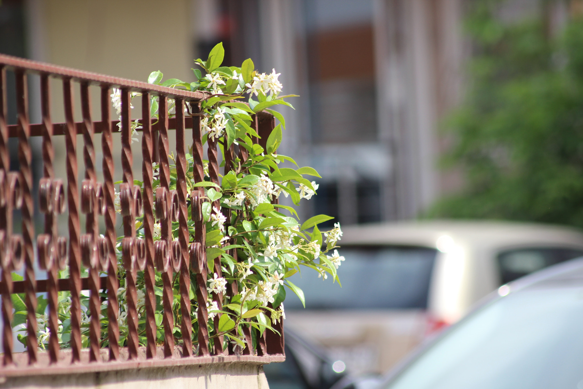 Canon EOS 600D (Rebel EOS T3i / EOS Kiss X5) sample photo. Hanım balkona dayandı. photography