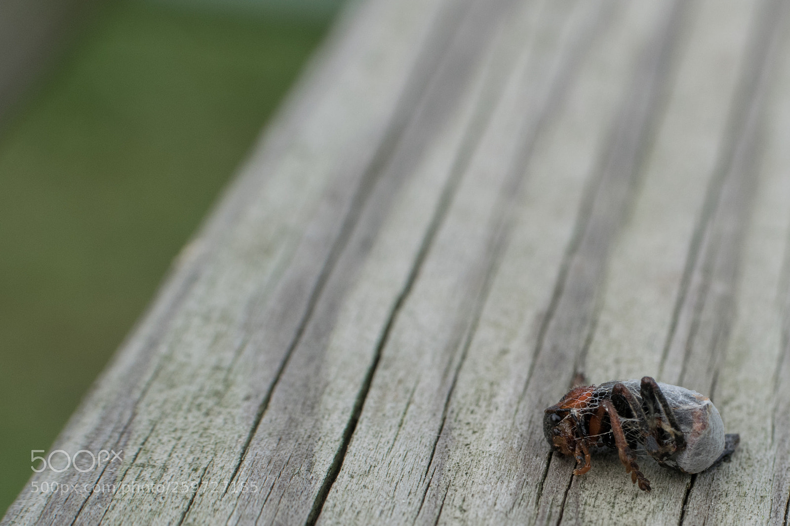 Nikon D5300 sample photo. Enjoy your meal! photography