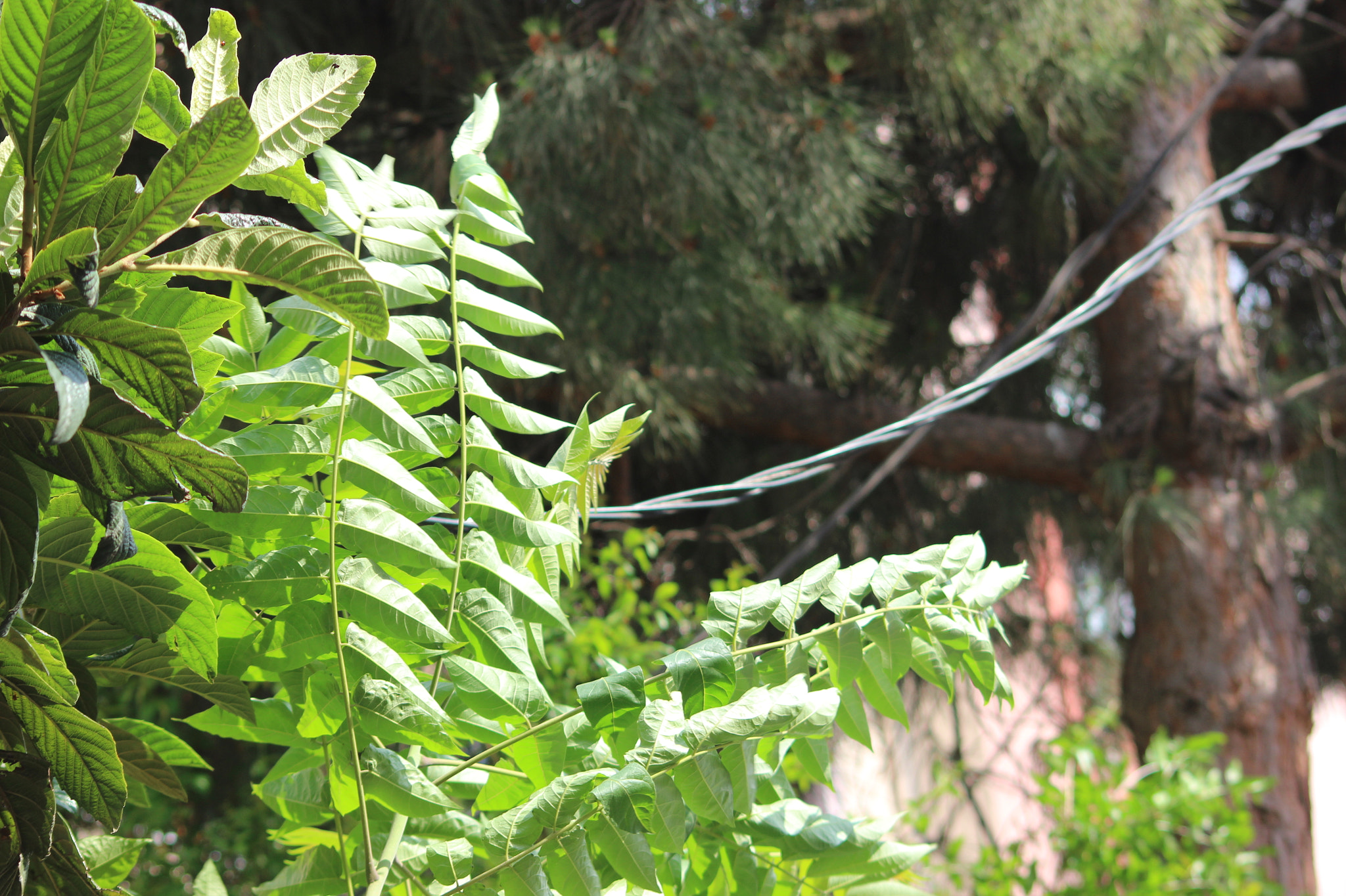 Canon EOS 600D (Rebel EOS T3i / EOS Kiss X5) sample photo. . photography