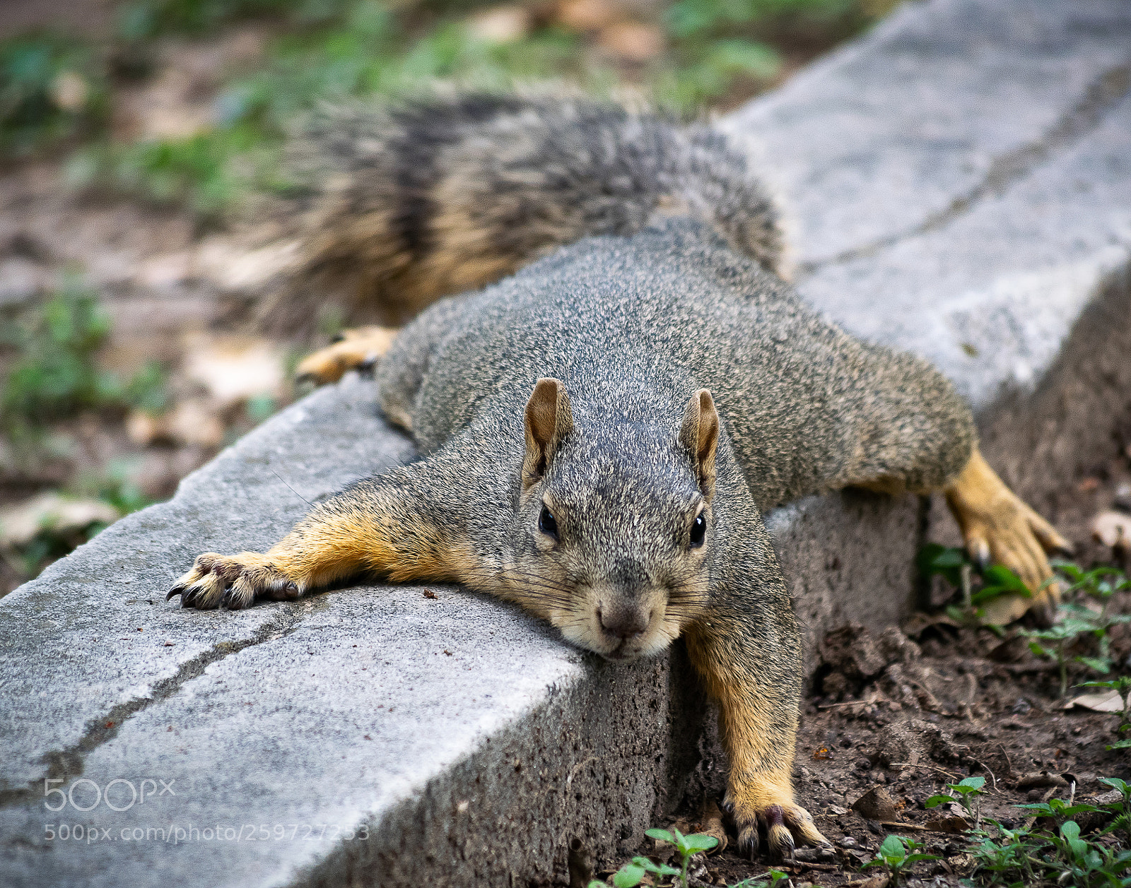 Nikon D5300 sample photo. Squirrel 001 photography