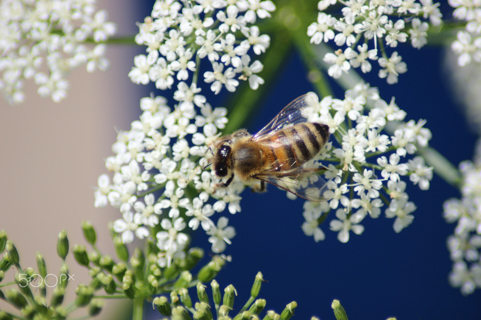Canon EOS 600D (Rebel EOS T3i / EOS Kiss X5) sample photo. Bee on flower - close-up photography