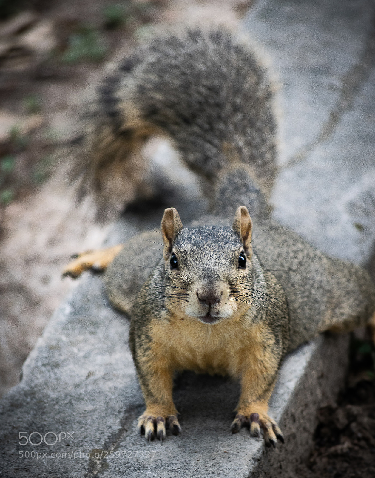 Nikon D5300 sample photo. Squirrel 002 photography
