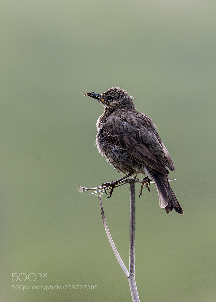 Canon EOS 70D sample photo. Bird at troup head photography