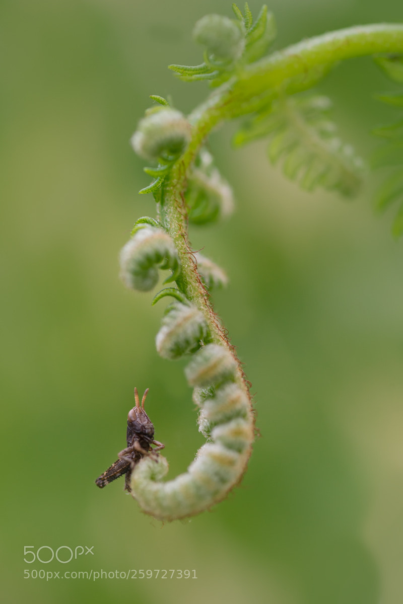 Sony a7 II sample photo. Dsc photography
