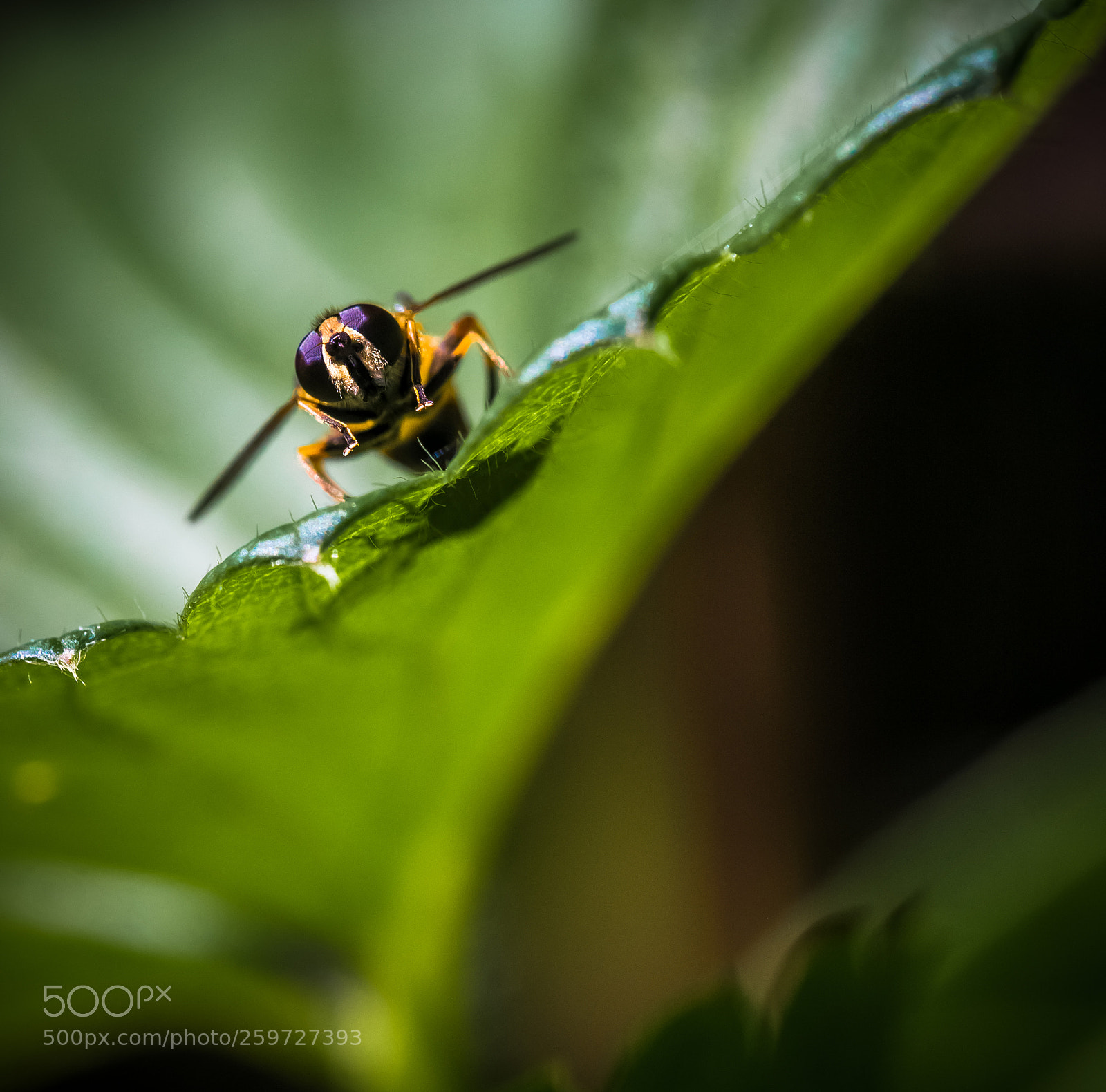 Canon EOS 5D Mark IV sample photo. Yellow fly - ready photography