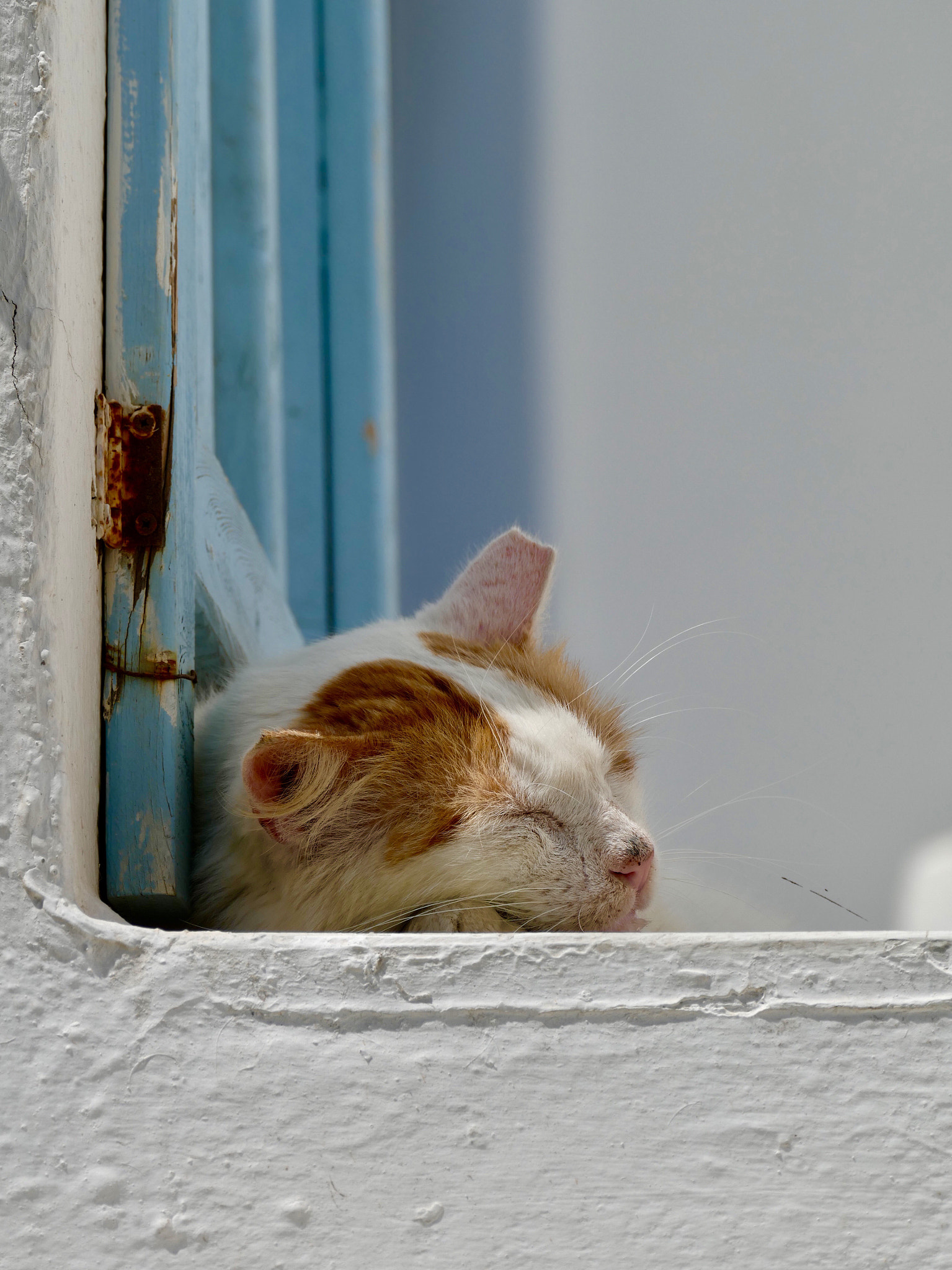 Leica V-Lux (Typ 114) sample photo. Gatto photography