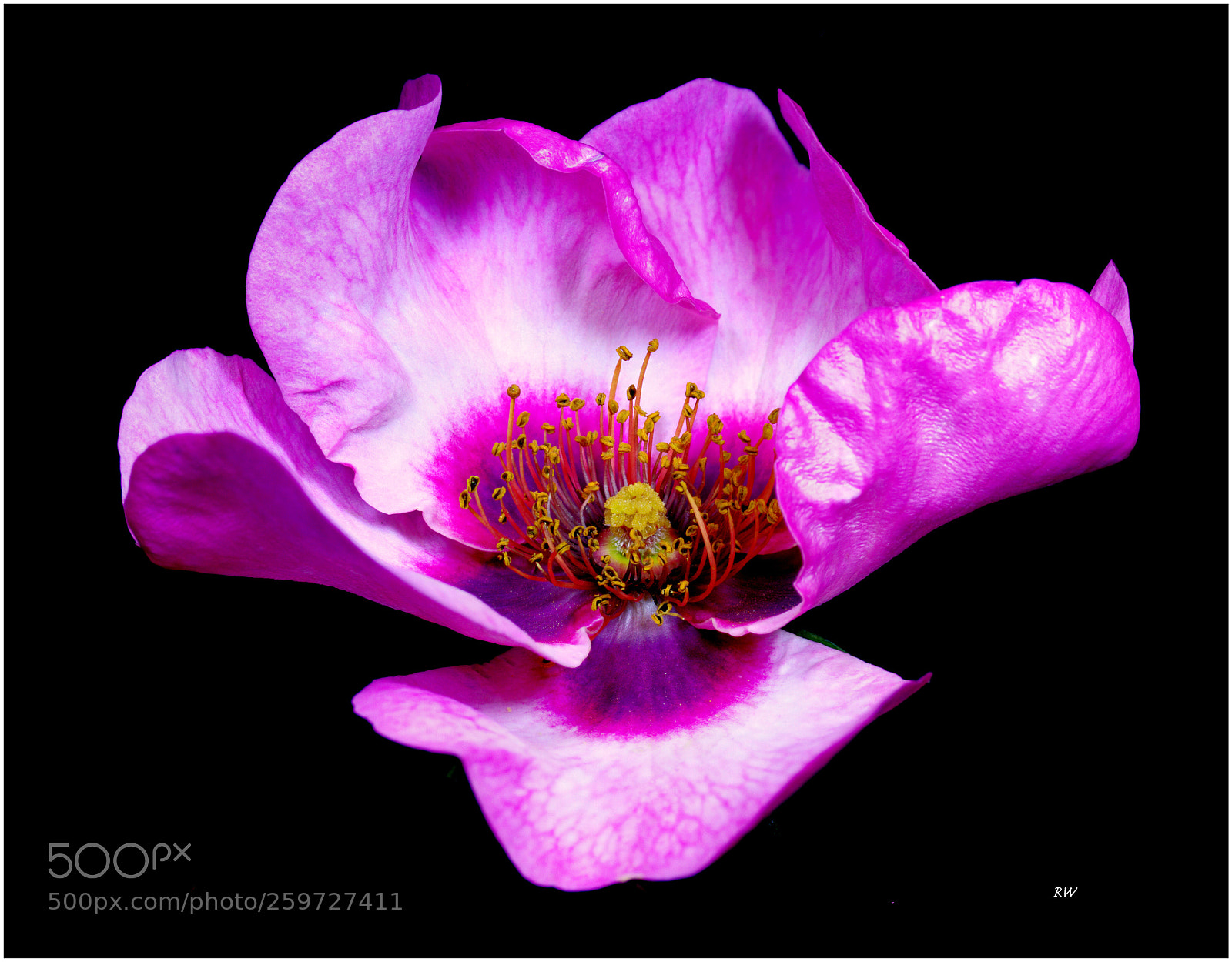 Canon EOS 7D sample photo. Rose for your eyes photography