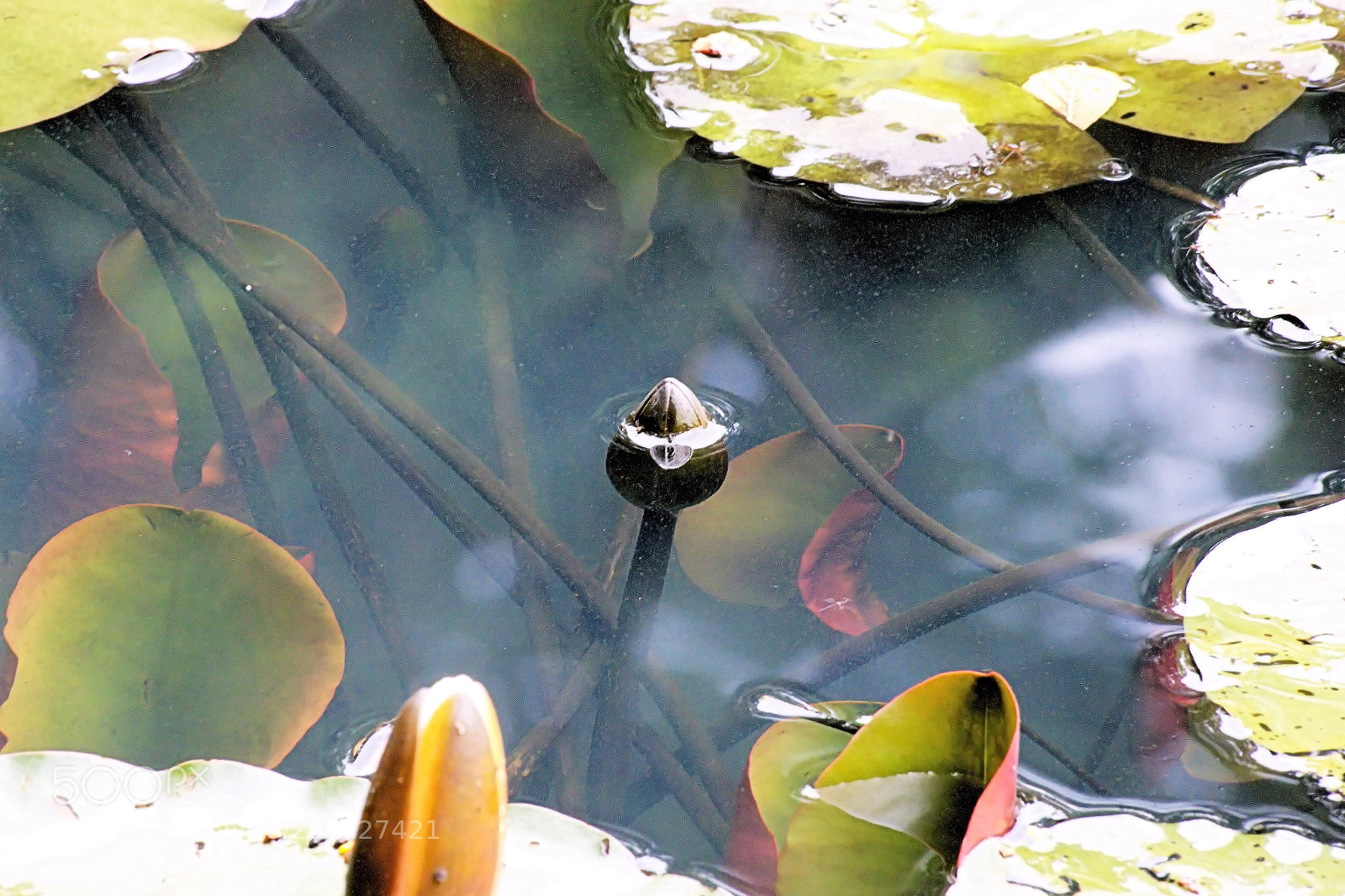 Panasonic Lumix DMC-FZ1000 sample photo. ()xxx photography