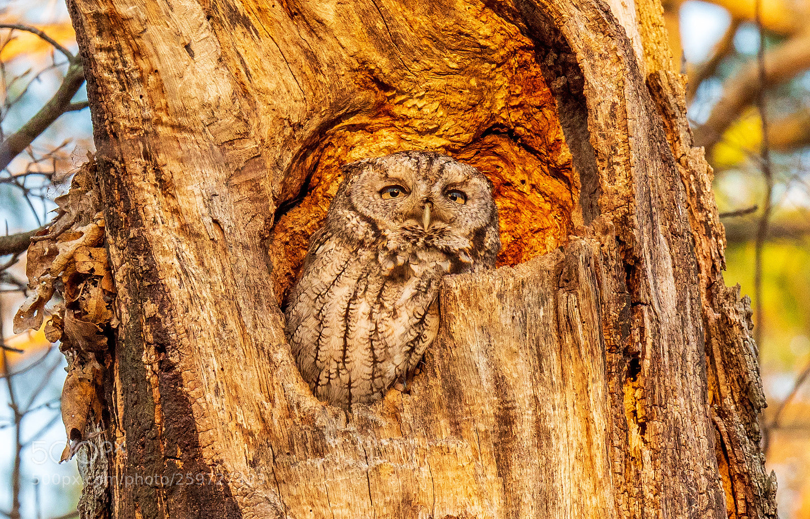 Olympus OM-D E-M1 Mark II sample photo. Eastern screech owl in photography