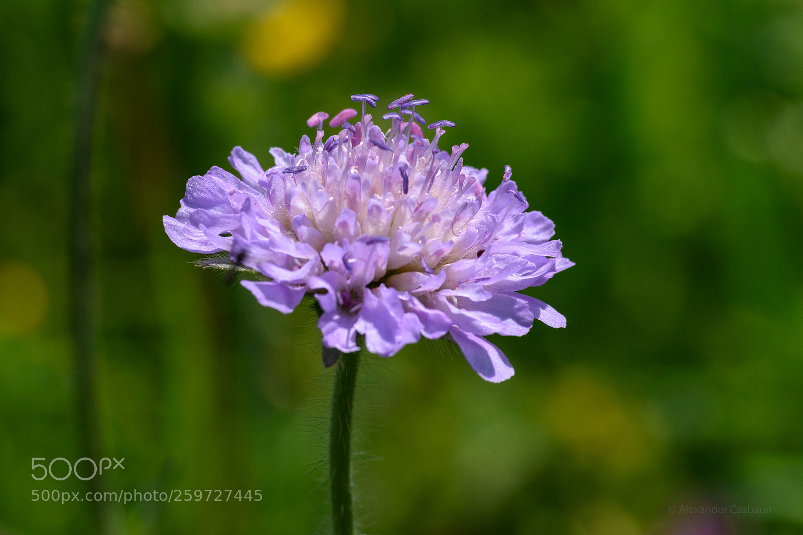 Nikon D5500 sample photo. Witwenblume photography