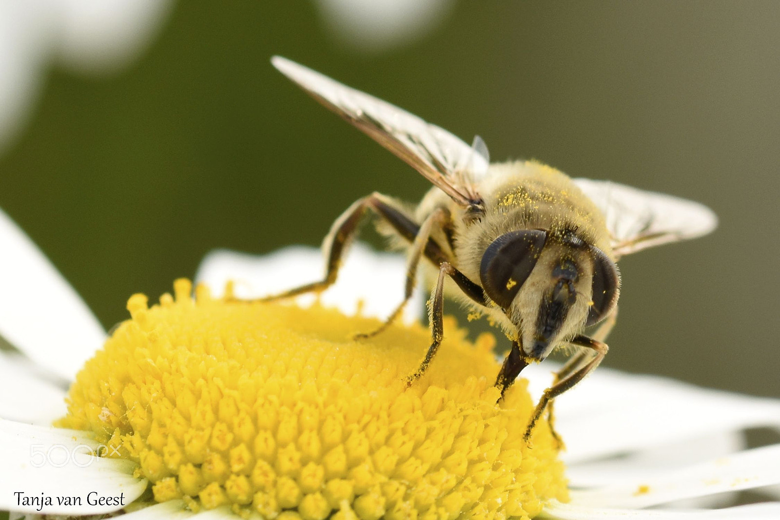 Sigma 105mm F2.8 EX DG OS HSM sample photo. Honey bee photography