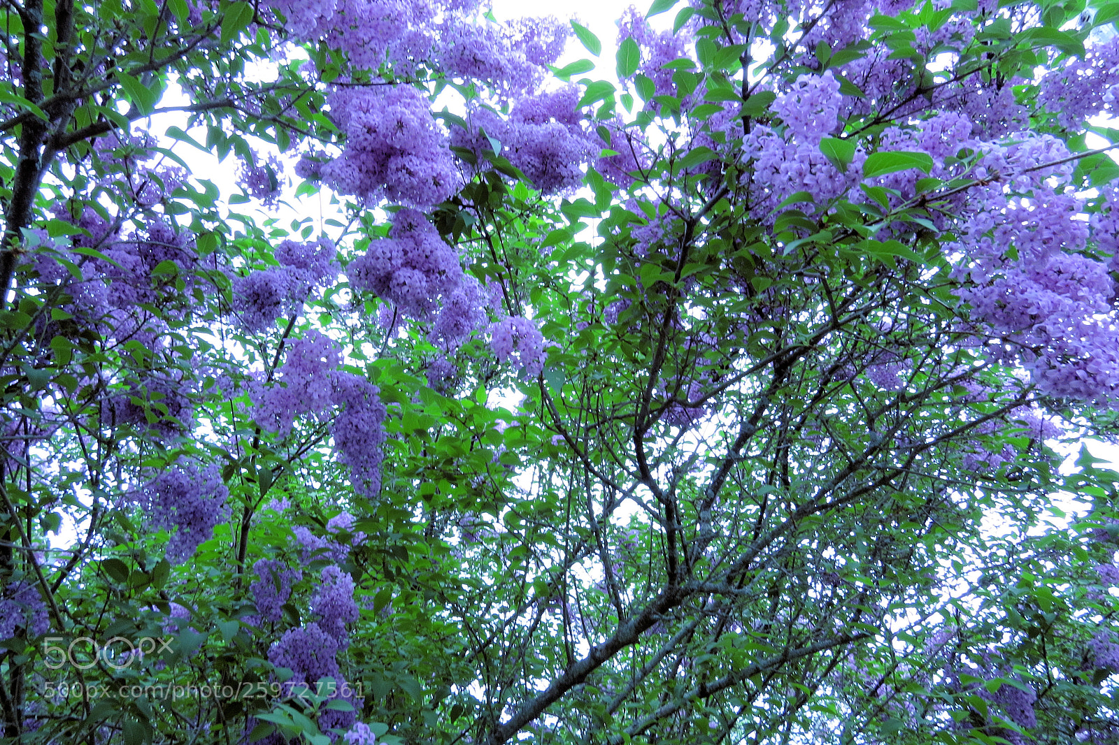 Canon PowerShot SX50 HS sample photo. Lilacs in may photography