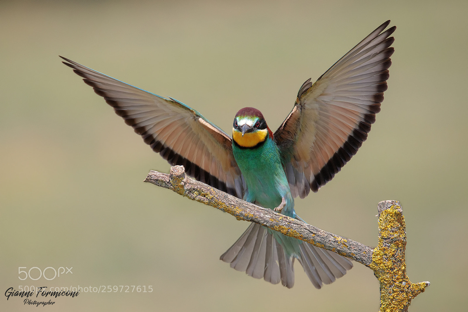 Canon EOS 5D Mark IV sample photo. Bee eater photography