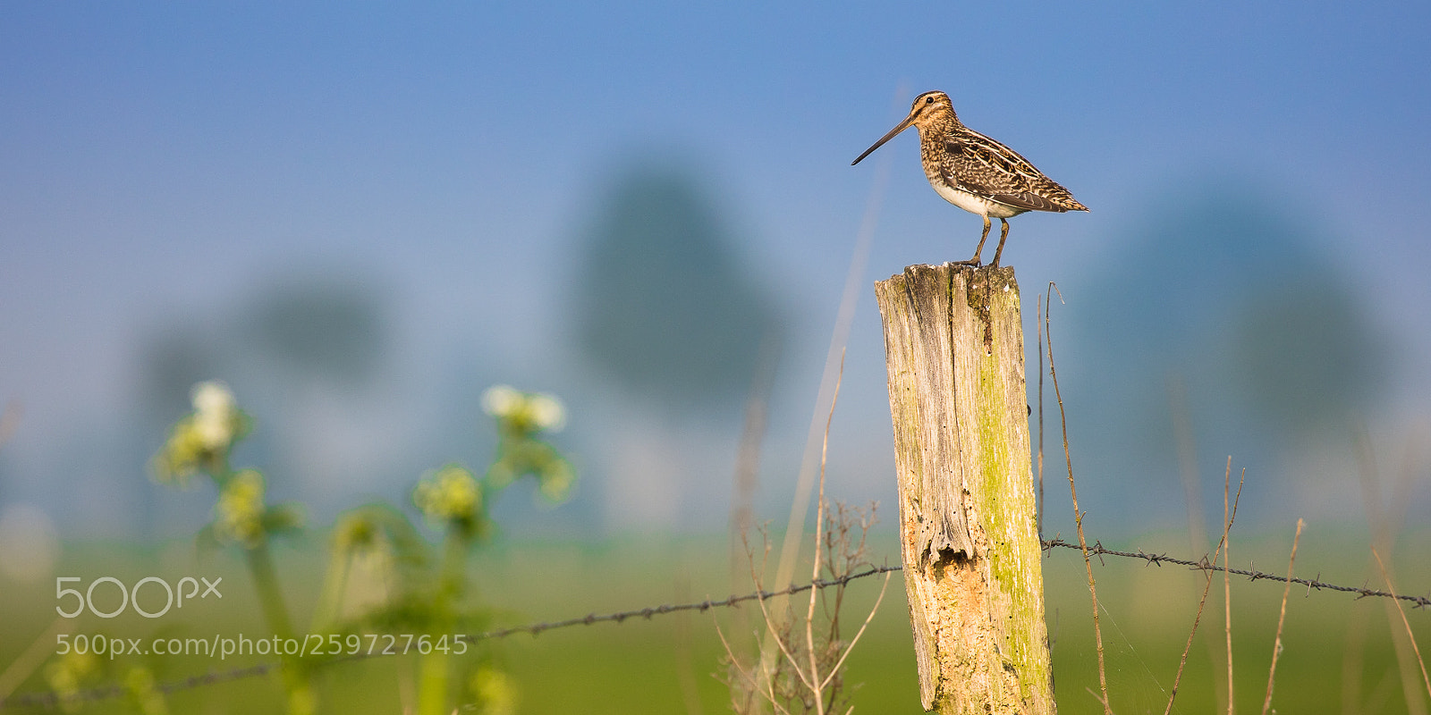 Canon EOS 5DS R sample photo. Common snipe photography