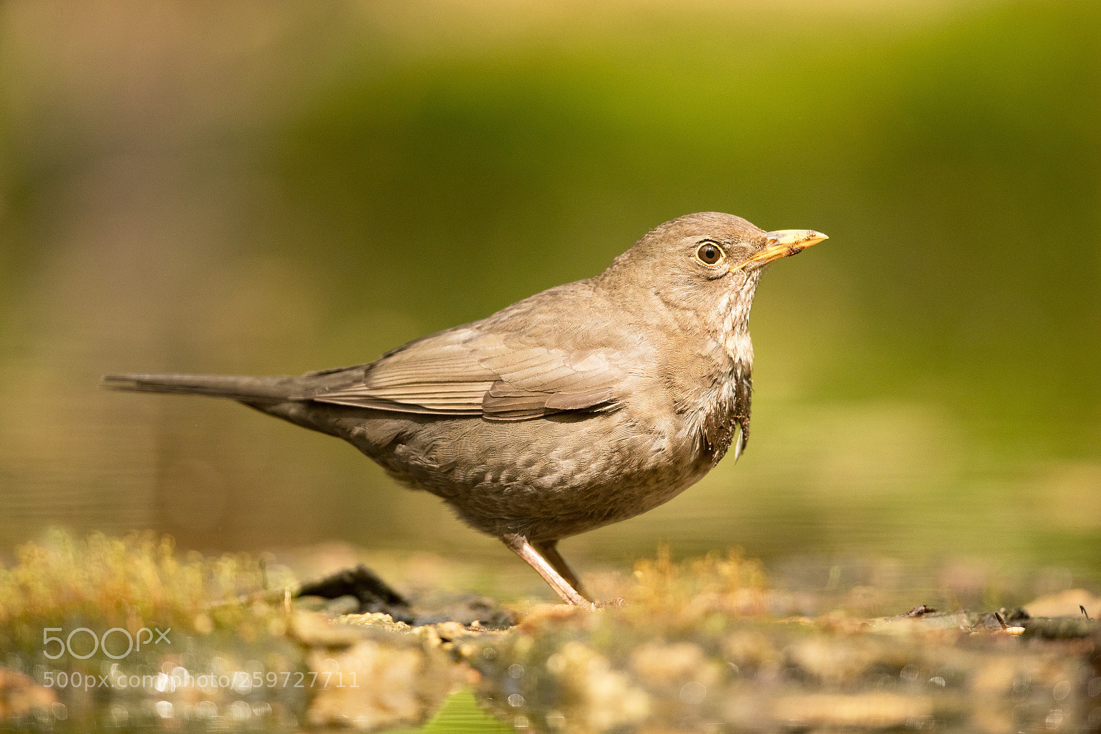Canon EOS-1D X Mark II sample photo. Blackbird photography