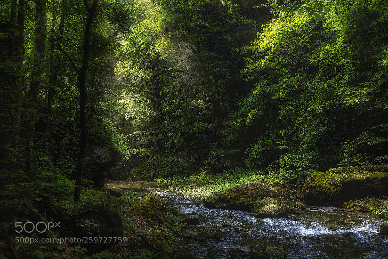 Nikon D810 sample photo. Shady places photography