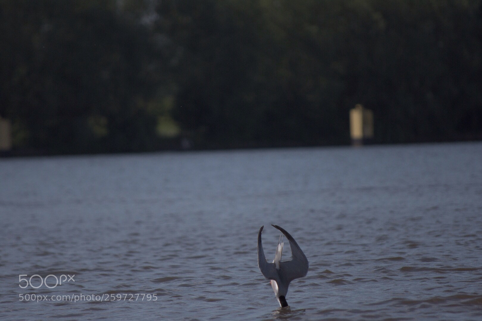 Nikon D7200 sample photo. Flightdiver photography