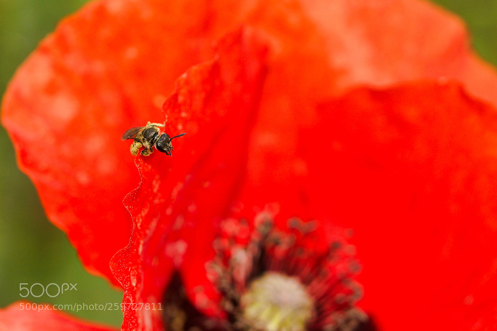Sony a7R II sample photo. Poppy and bug photography