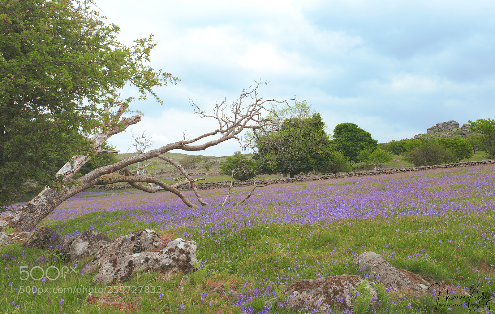Olympus OM-D E-M1 Mark II sample photo. Field of bluebells photography