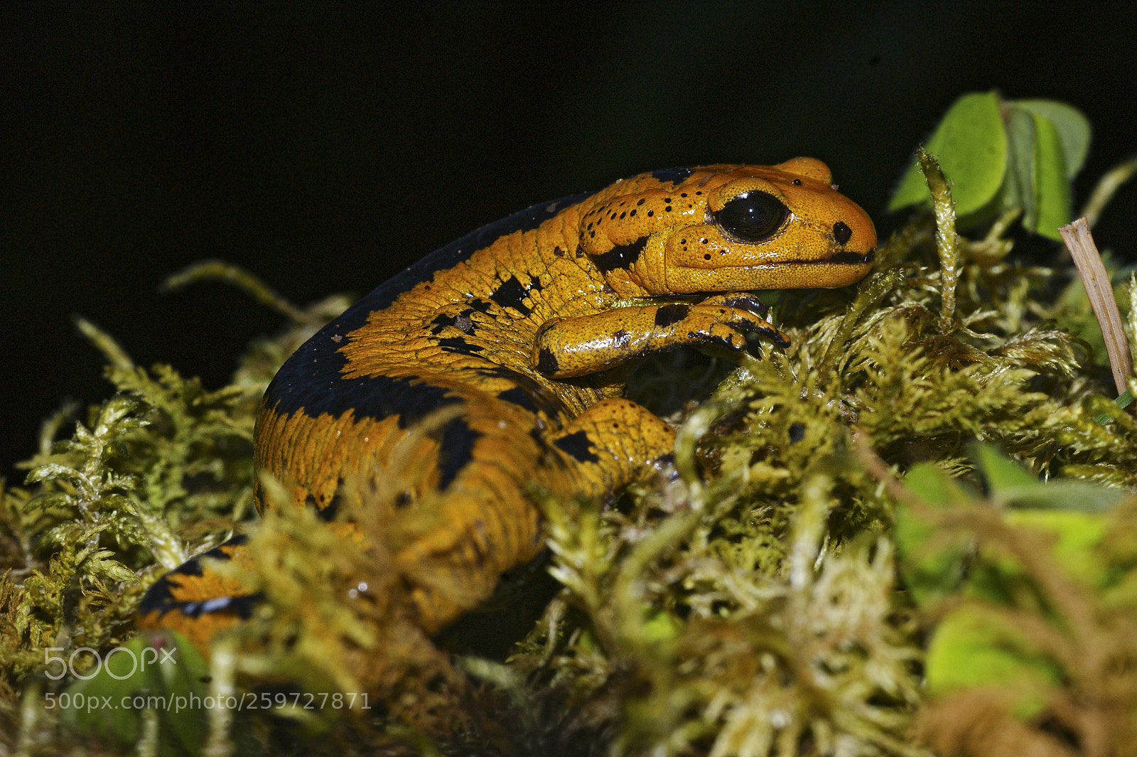 Sony Alpha DSLR-A350 sample photo. Macro of salamandra salamandra photography