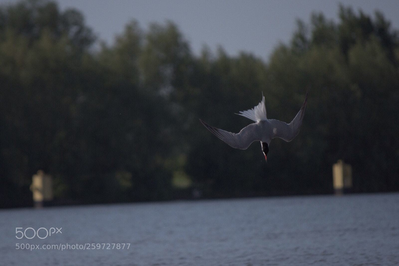Nikon D7200 sample photo. Fligtdiver ii photography