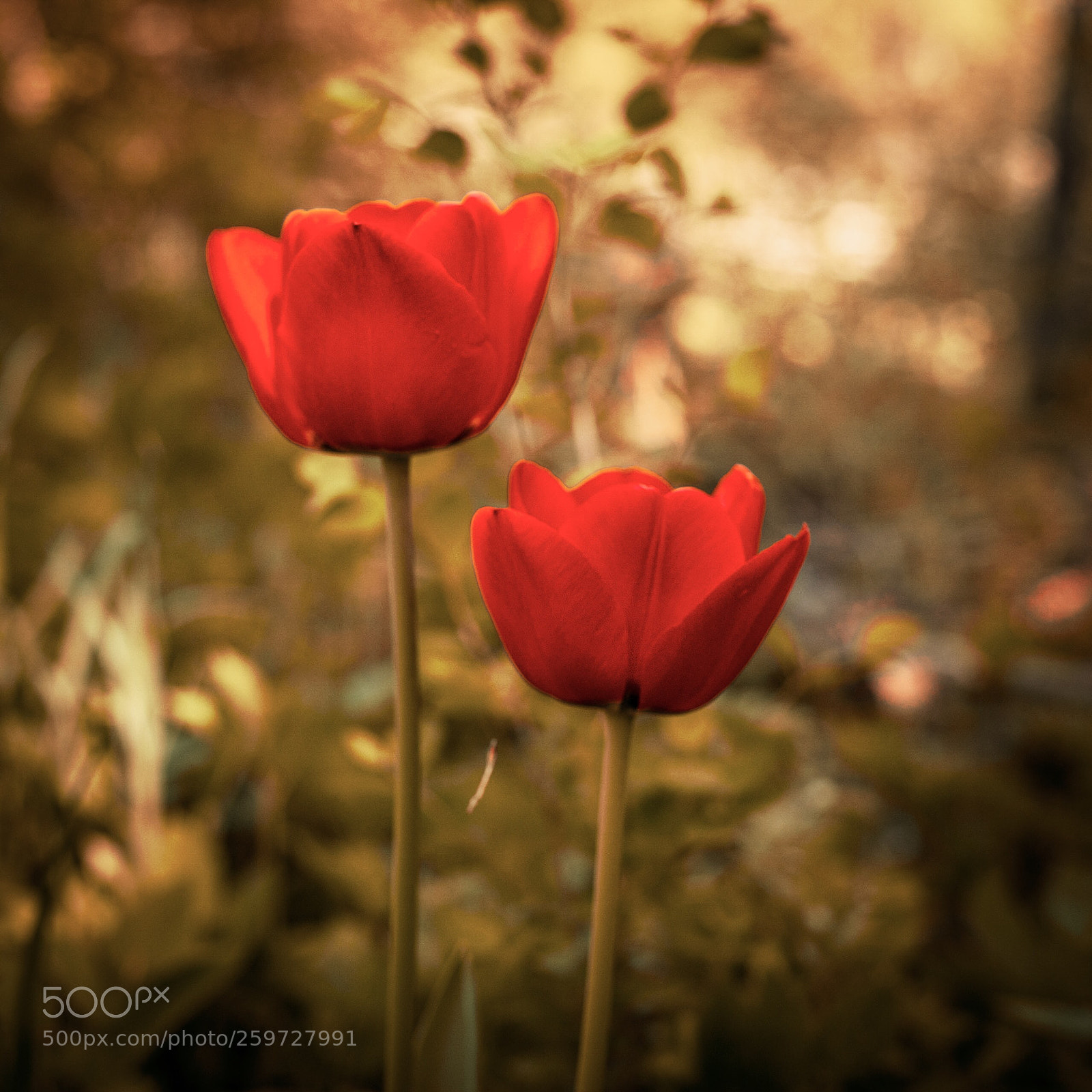 Sony a7R sample photo. Tulips  photography