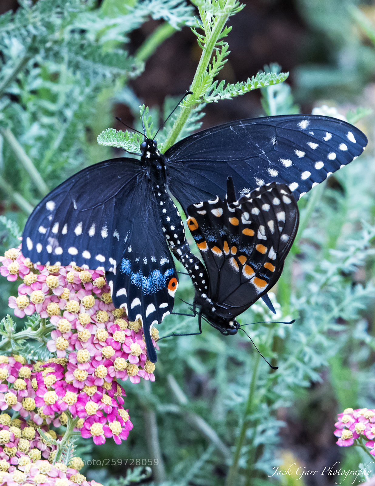 Canon EOS-1D X Mark II sample photo. Black swallowtail butterflies mating photography