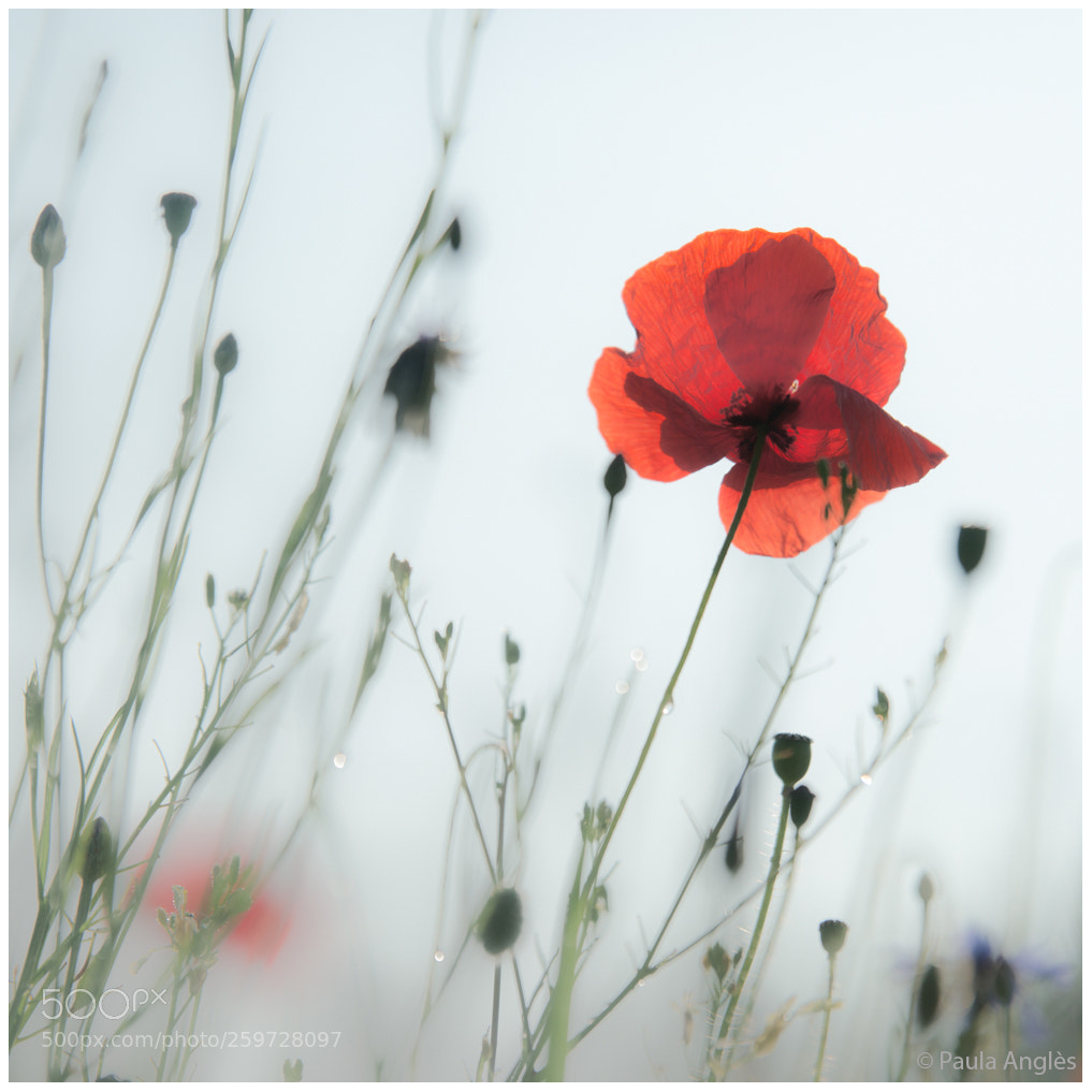 Sony SLT-A99V sample photo. One more poppy photography