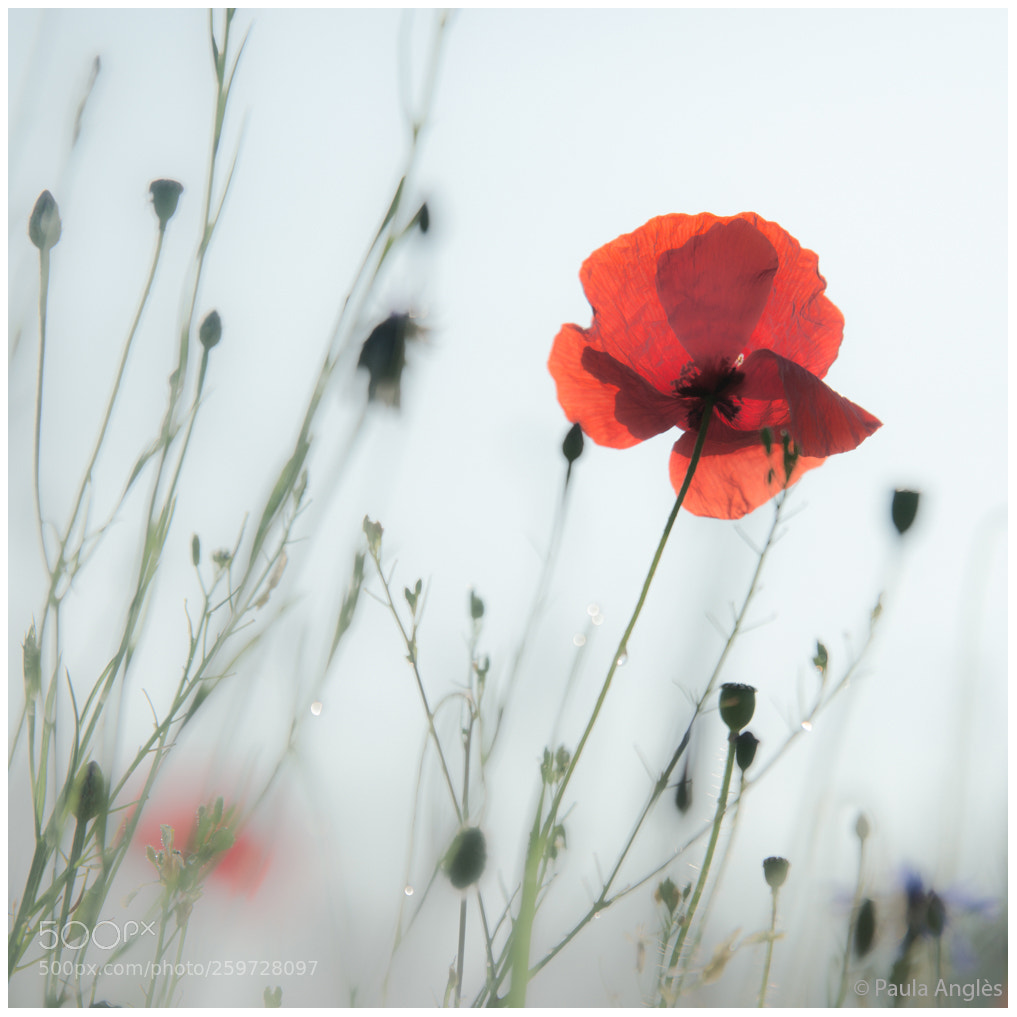 Sony a99 II sample photo. One more poppy photography