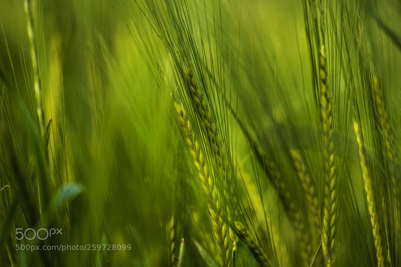 Nikon D850 sample photo. Just grass photography