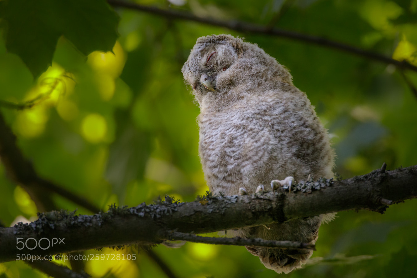 Canon EOS 5D Mark IV sample photo. Tawny owl photography