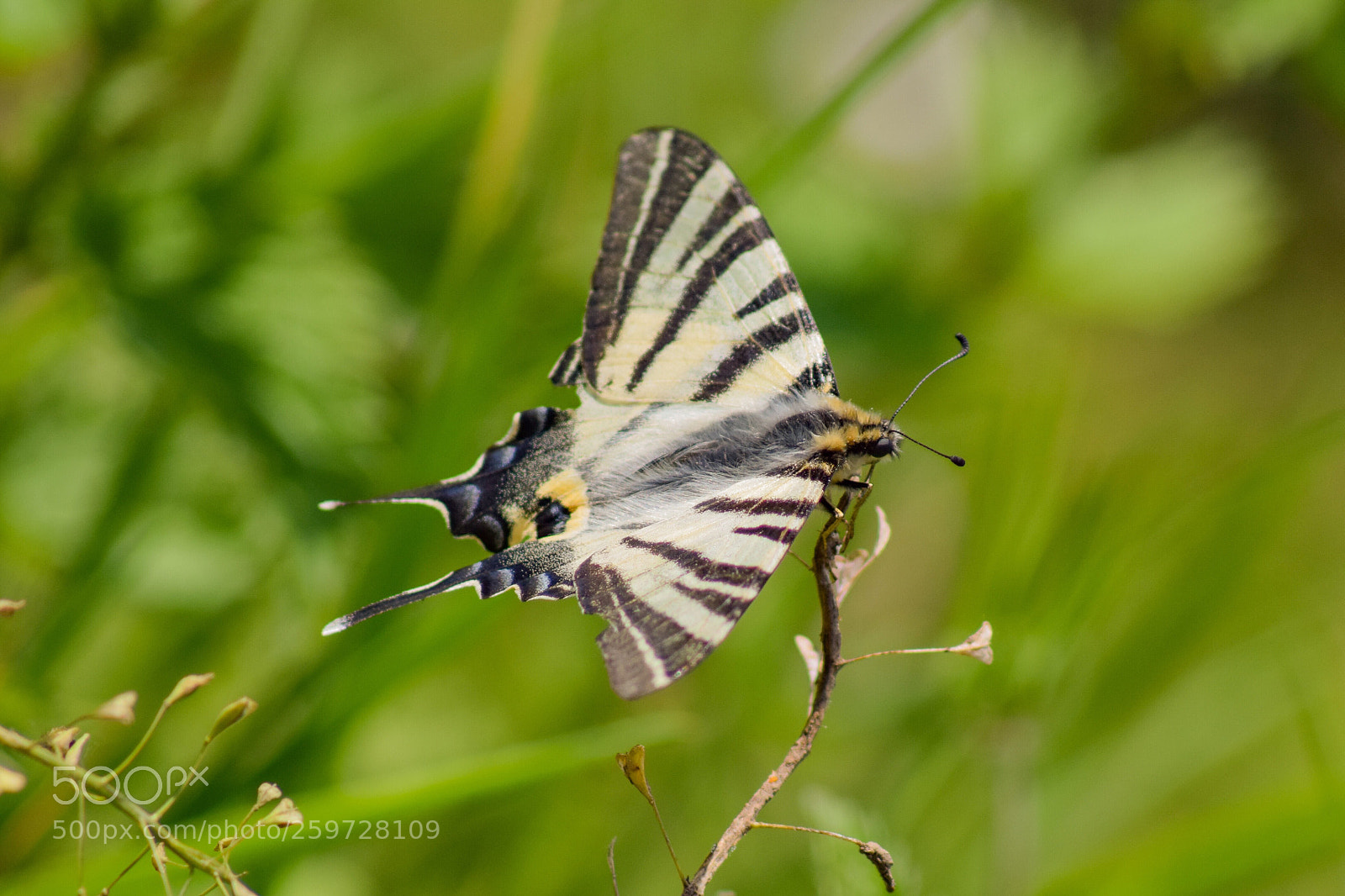 Nikon D5300 sample photo. Papillon jaune et noir photography