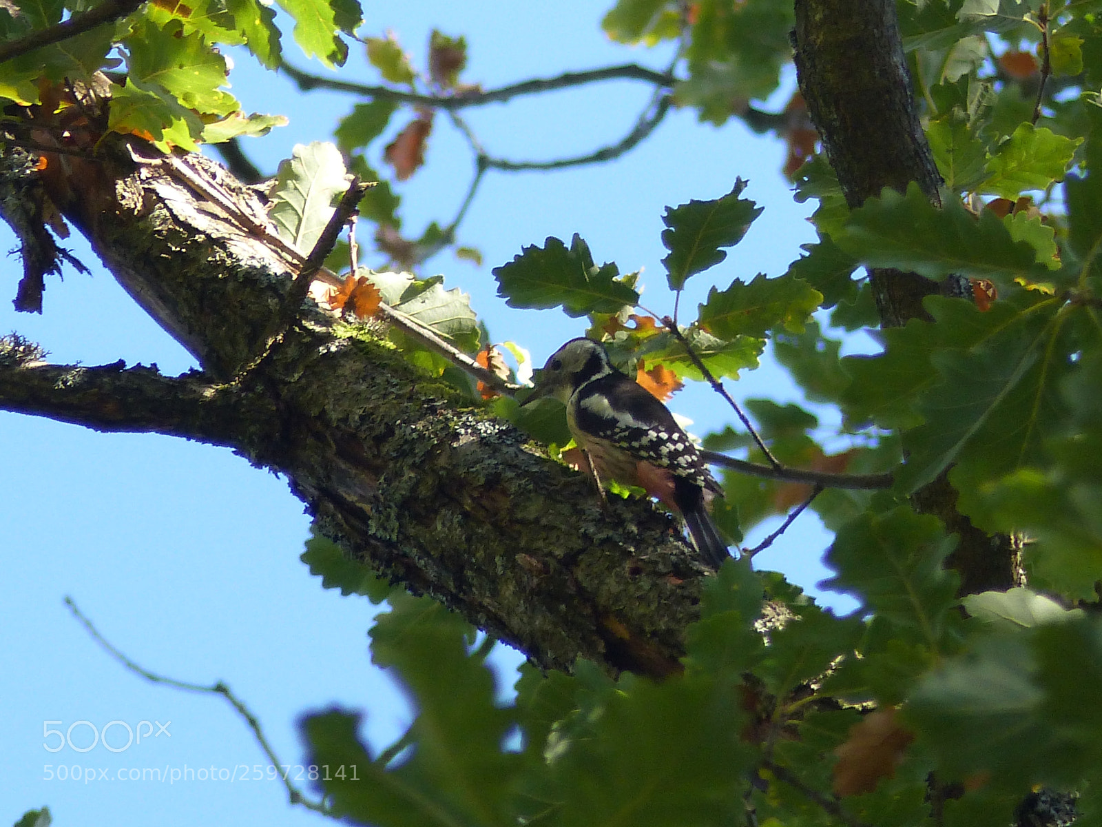 Panasonic Lumix DMC-FZ200 sample photo. Bird photography
