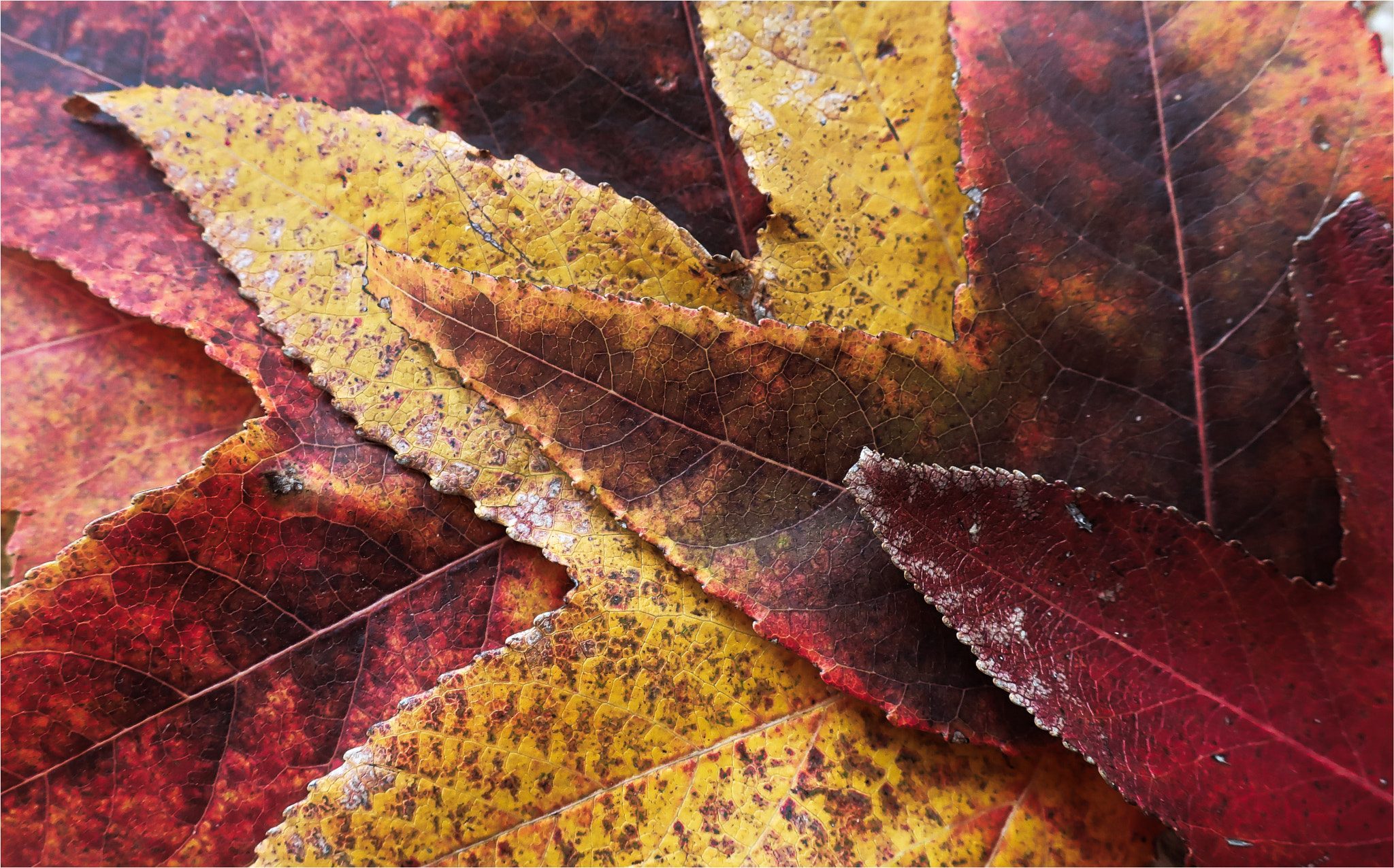 Canon PowerShot G9 X Mark II sample photo. Fall. photography