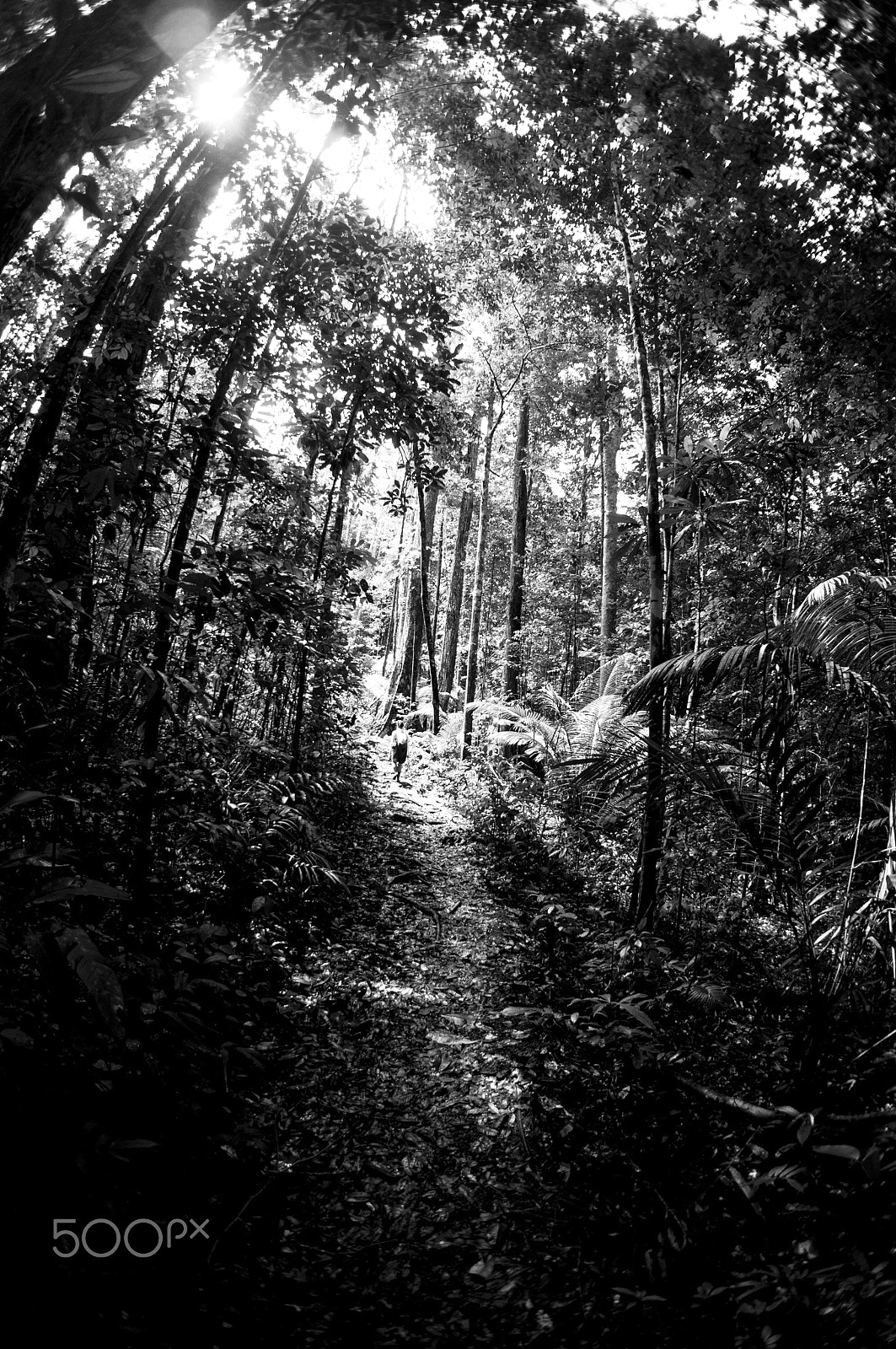 Sony Alpha NEX-C3 sample photo. Clair obscur en amazonie photography