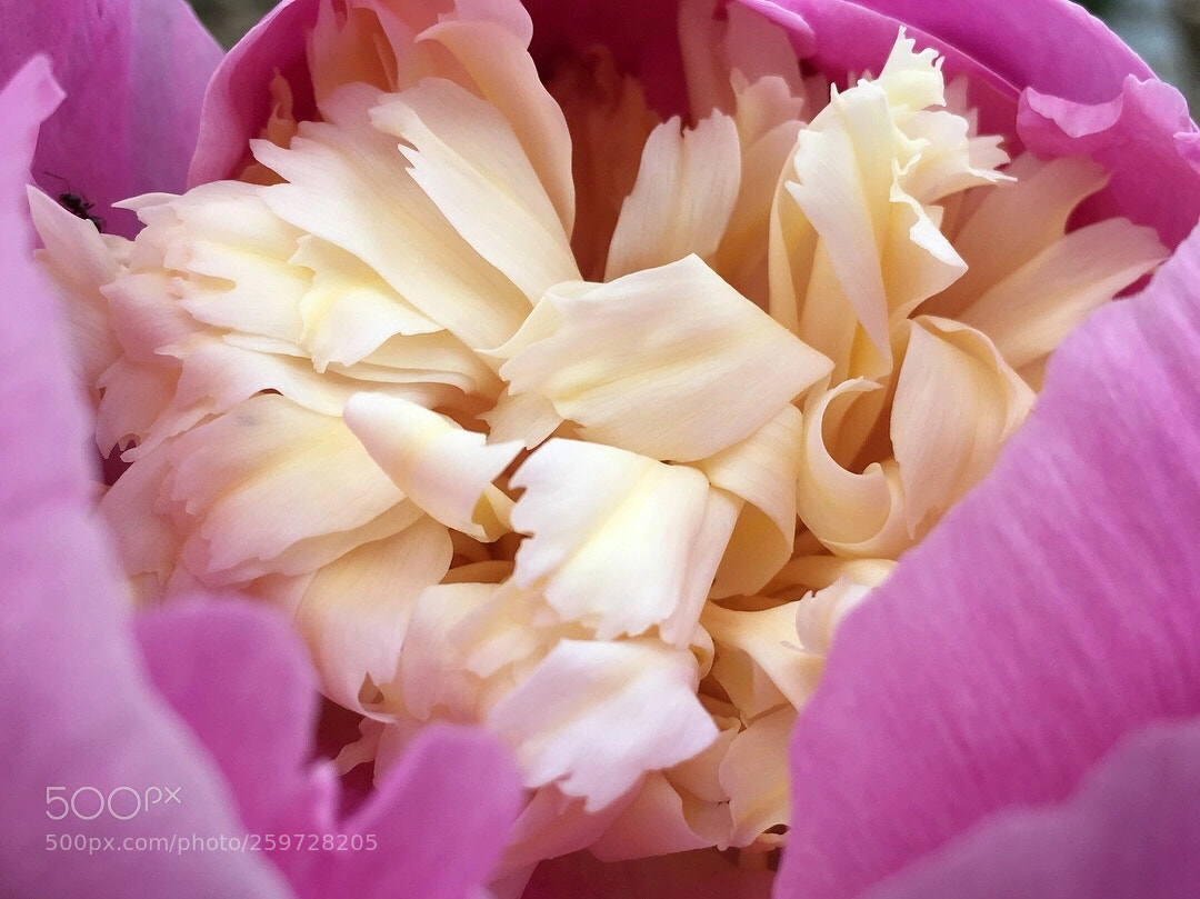 Apple iPhone 6s sample photo. Pivoine photography