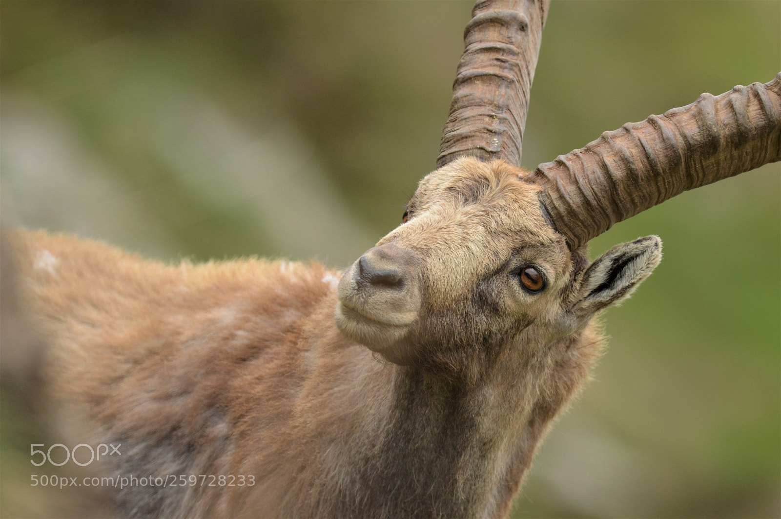 Nikon D3200 sample photo. Bouquetin des alpes photography