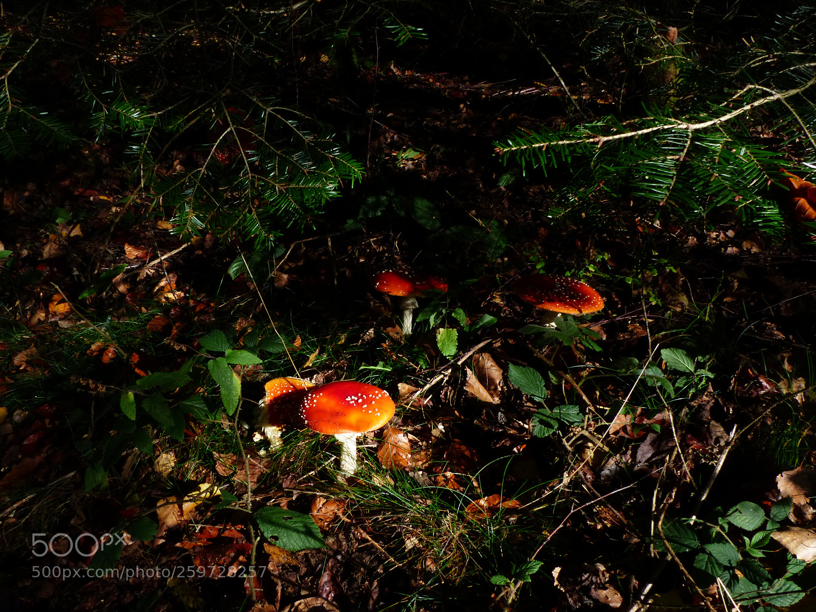 Panasonic Lumix DMC-FZ200 sample photo. Champignon photography
