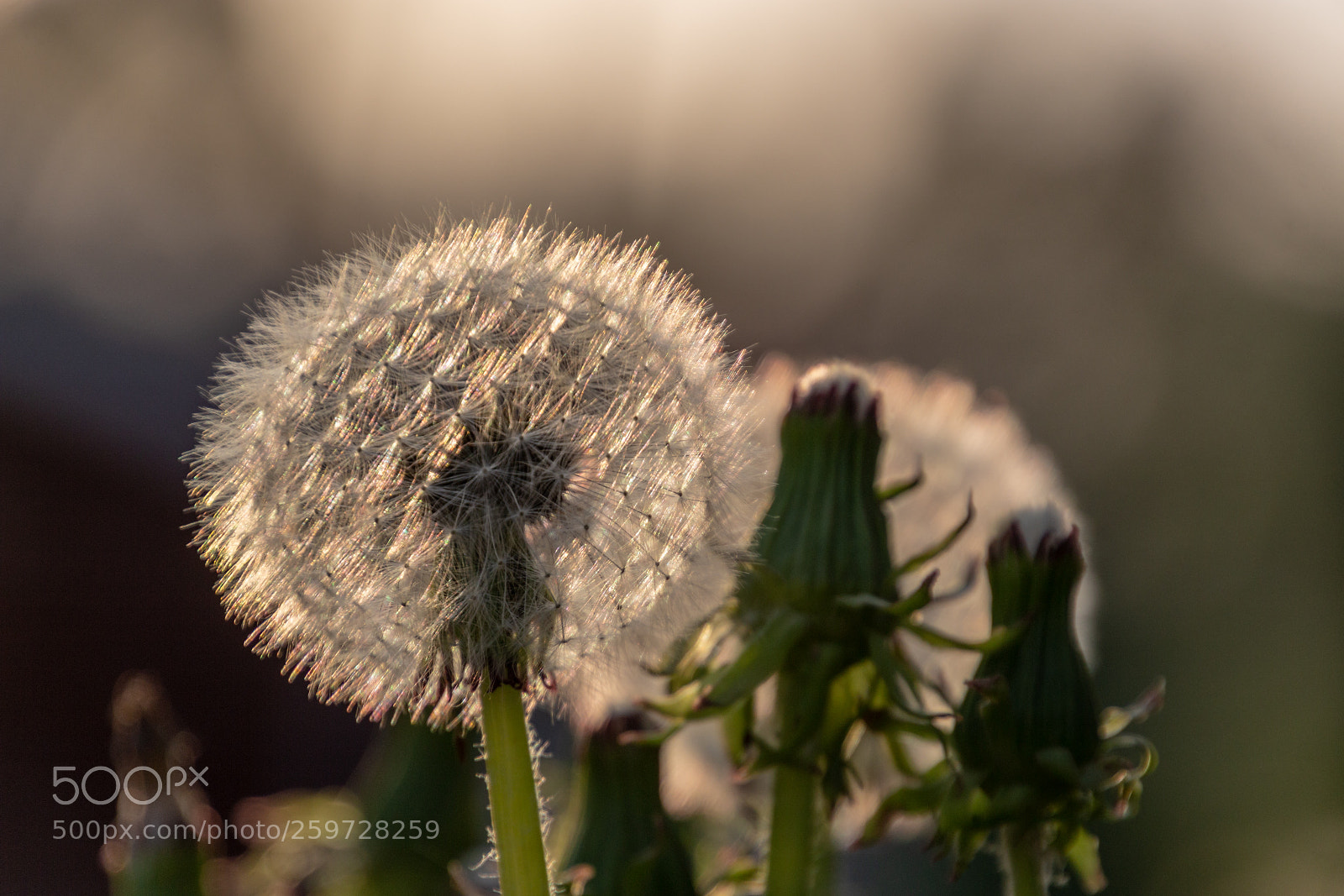 Canon EOS 700D (EOS Rebel T5i / EOS Kiss X7i) sample photo. Fluffy seedballs photography