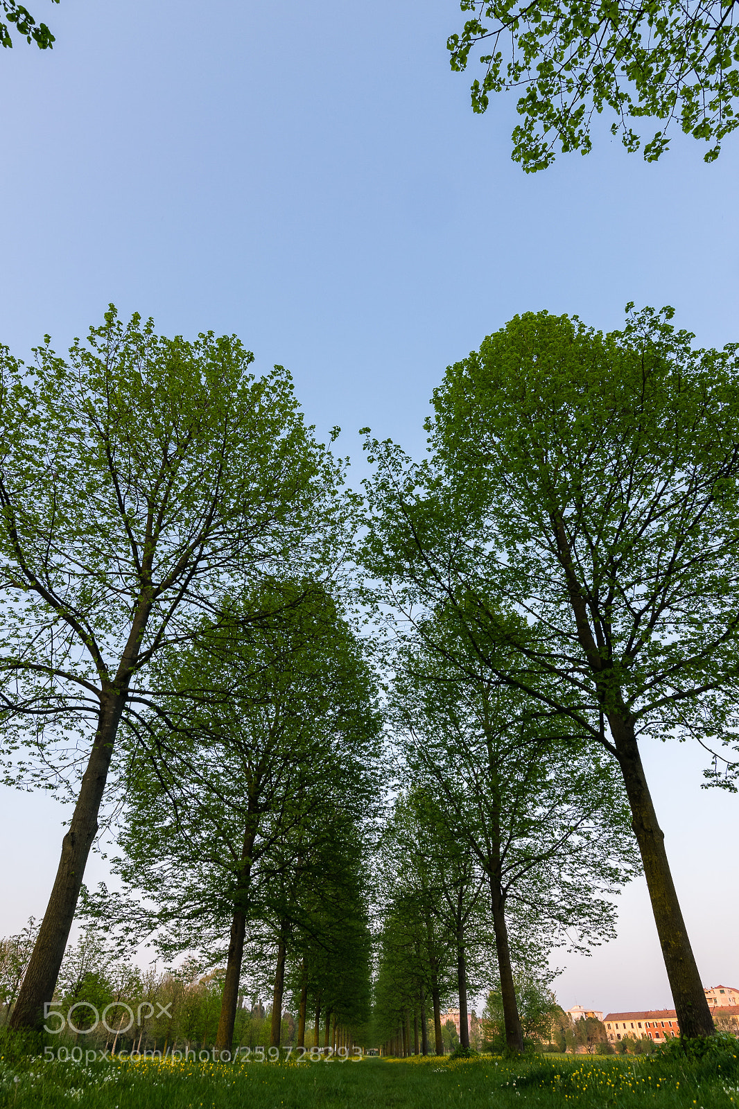 Nikon D5300 sample photo. Trees photography