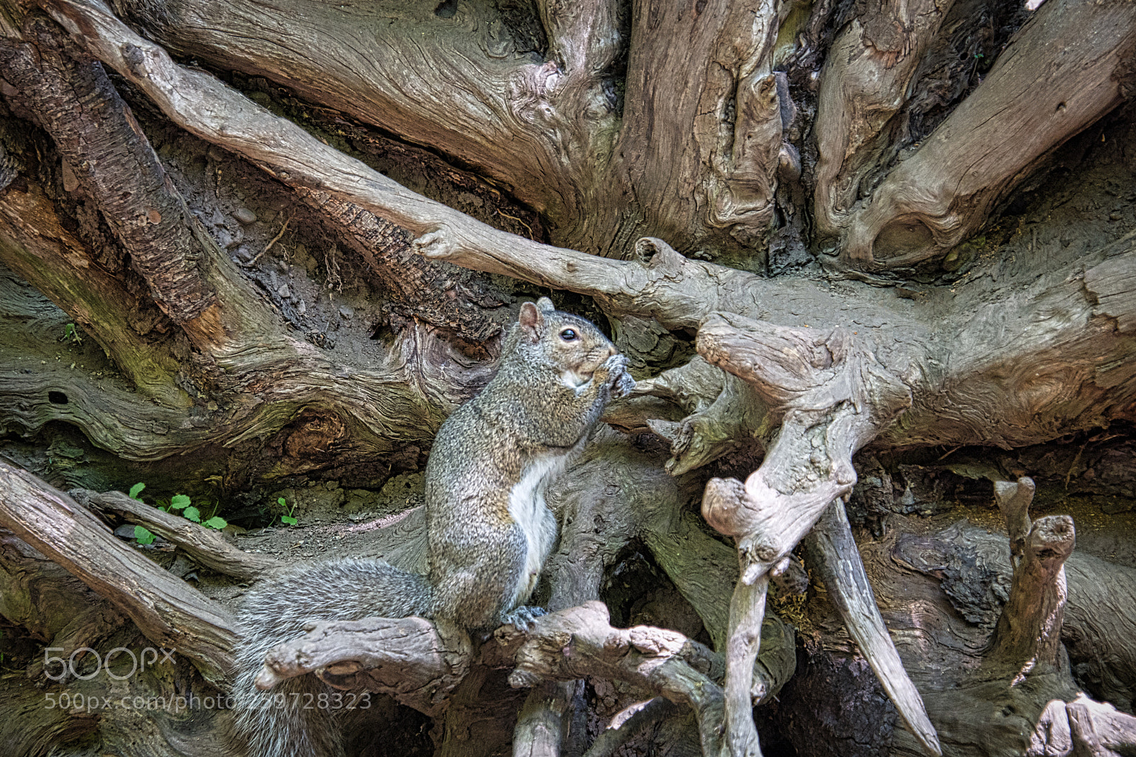 Nikon D7200 sample photo. Squirrel fix (revised) photography