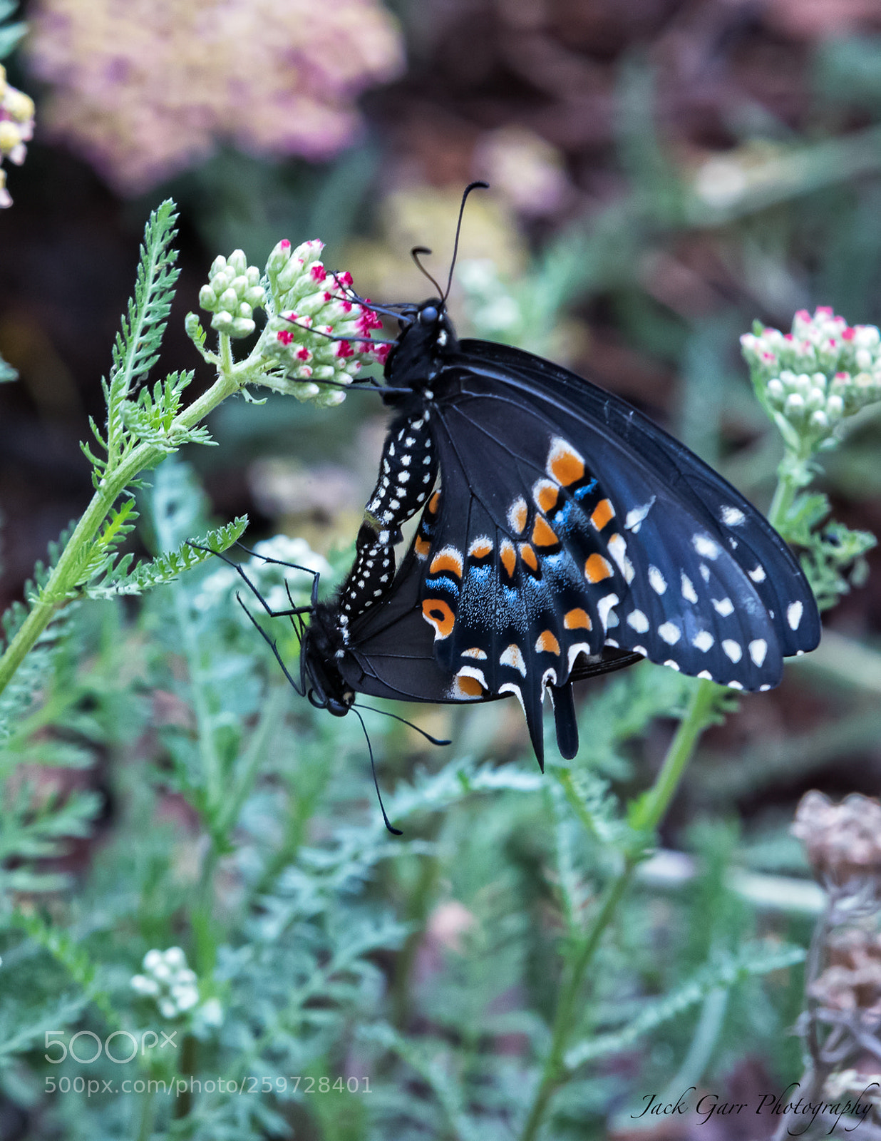 Canon EOS-1D X Mark II sample photo. Black swallowtail mating photography