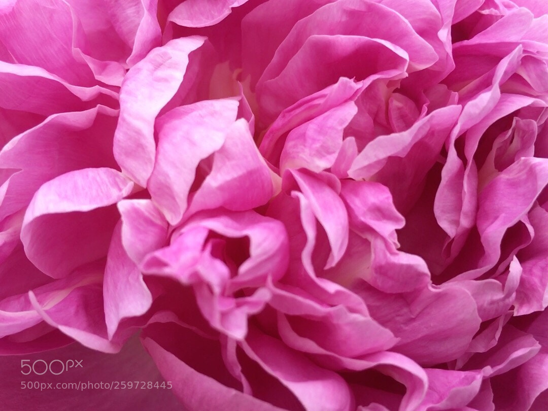Apple iPhone 6s sample photo. Pivoine  photography