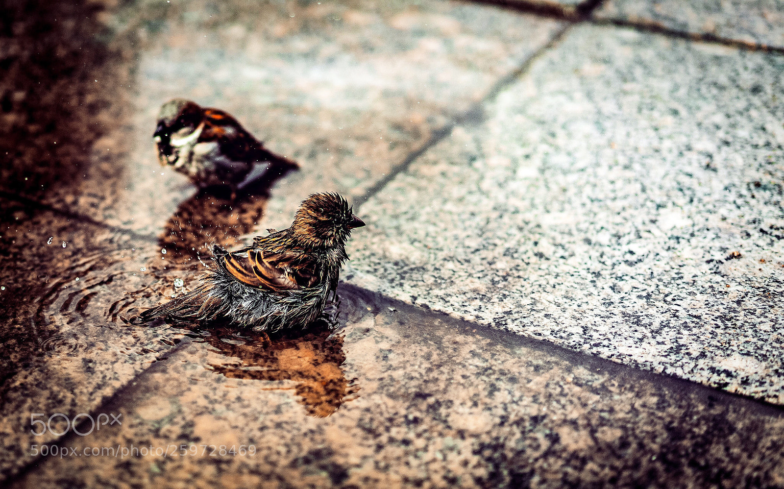 Sony a7 II sample photo. Morning bathing sparrows photography