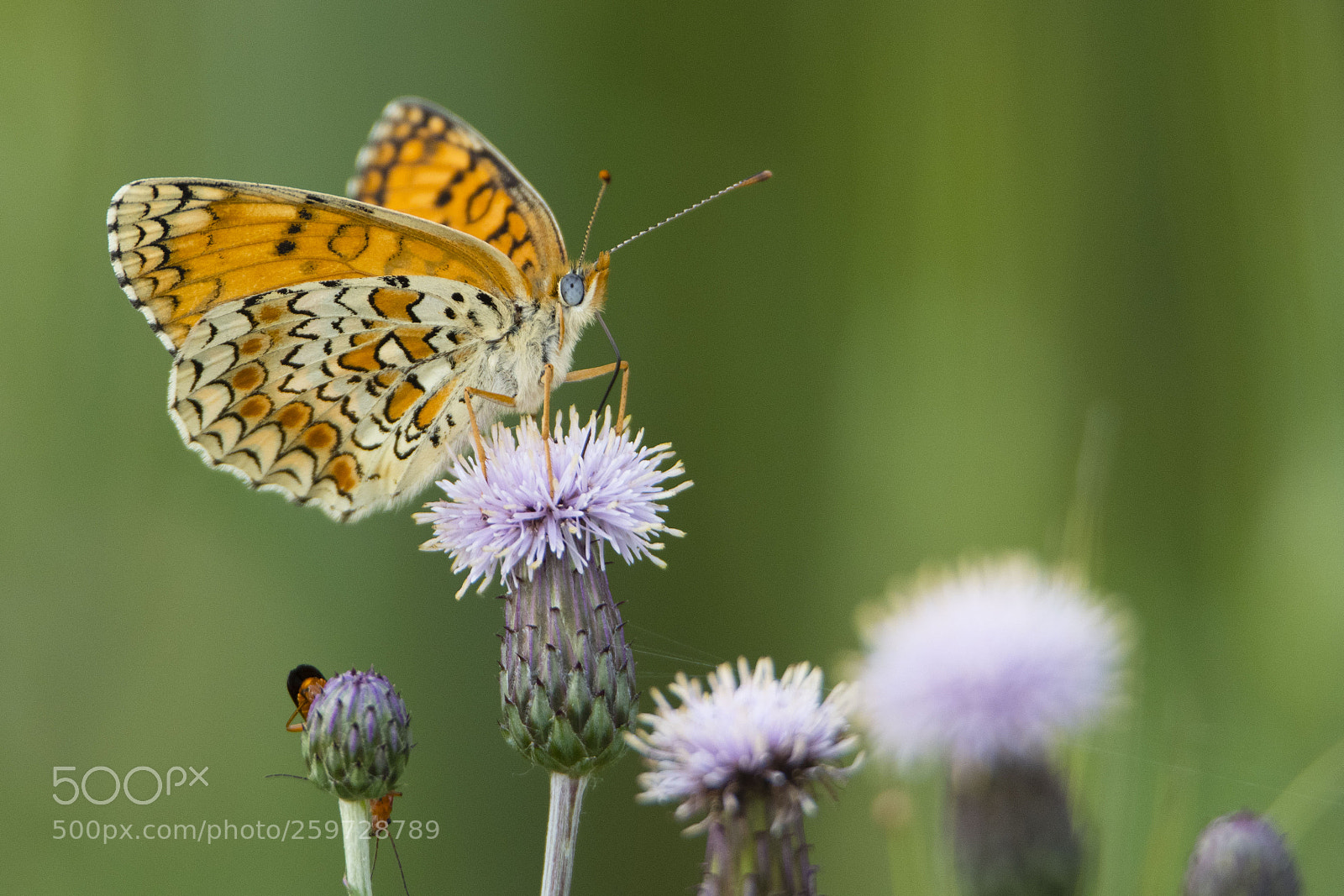 Nikon D7500 sample photo. Melitaea athalia photography