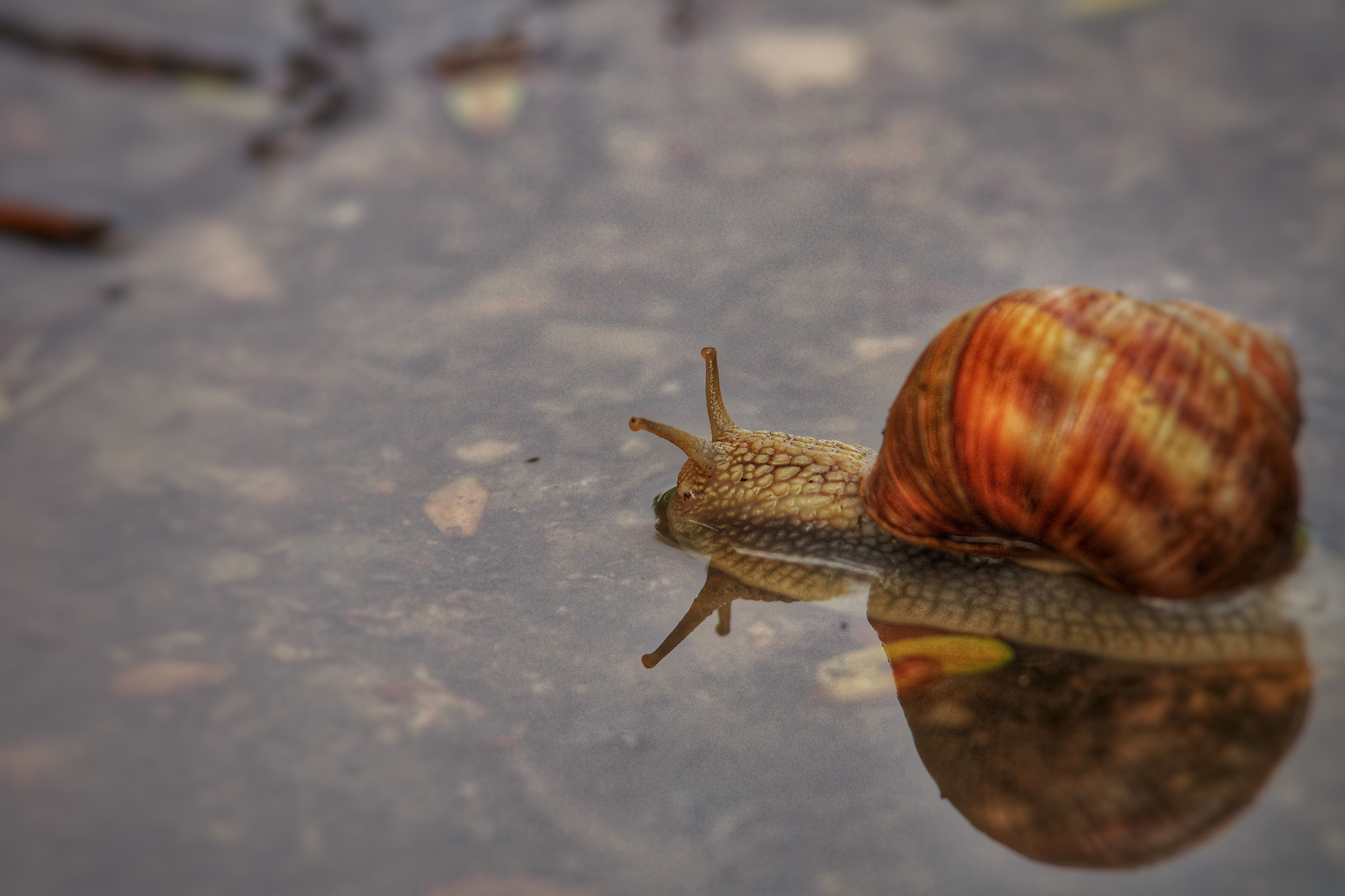 Pentax K-5 II sample photo. After the rain photography