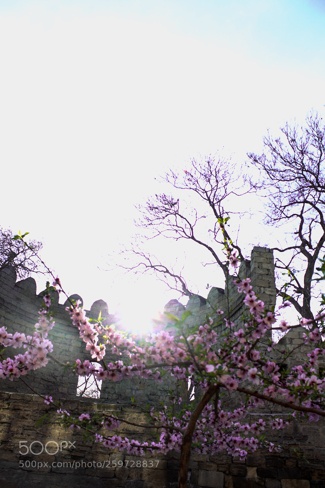Canon EOS 650D (EOS Rebel T4i / EOS Kiss X6i) sample photo. Sakura photography