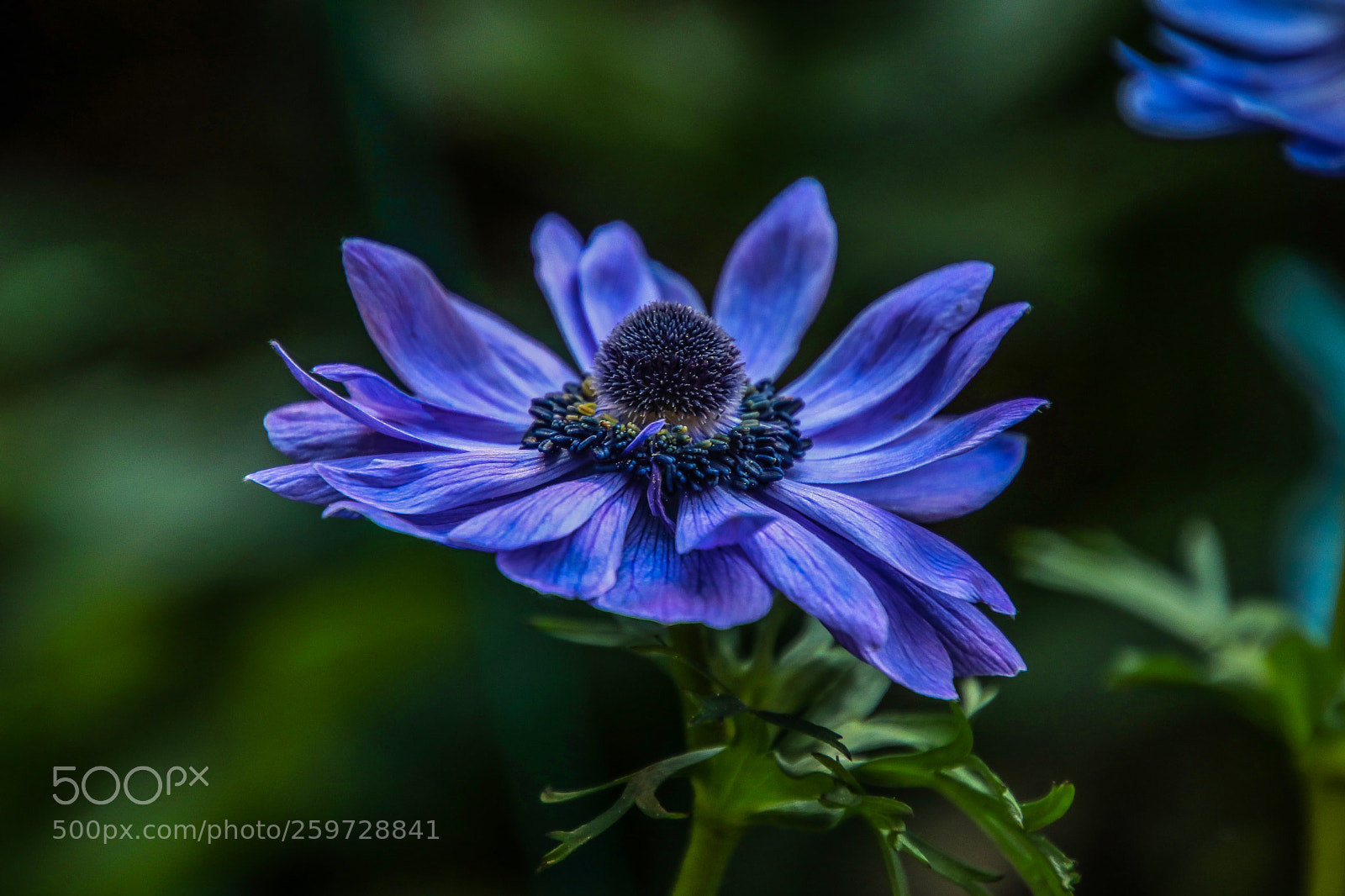 Canon EOS 80D sample photo. Wonderful flower photography