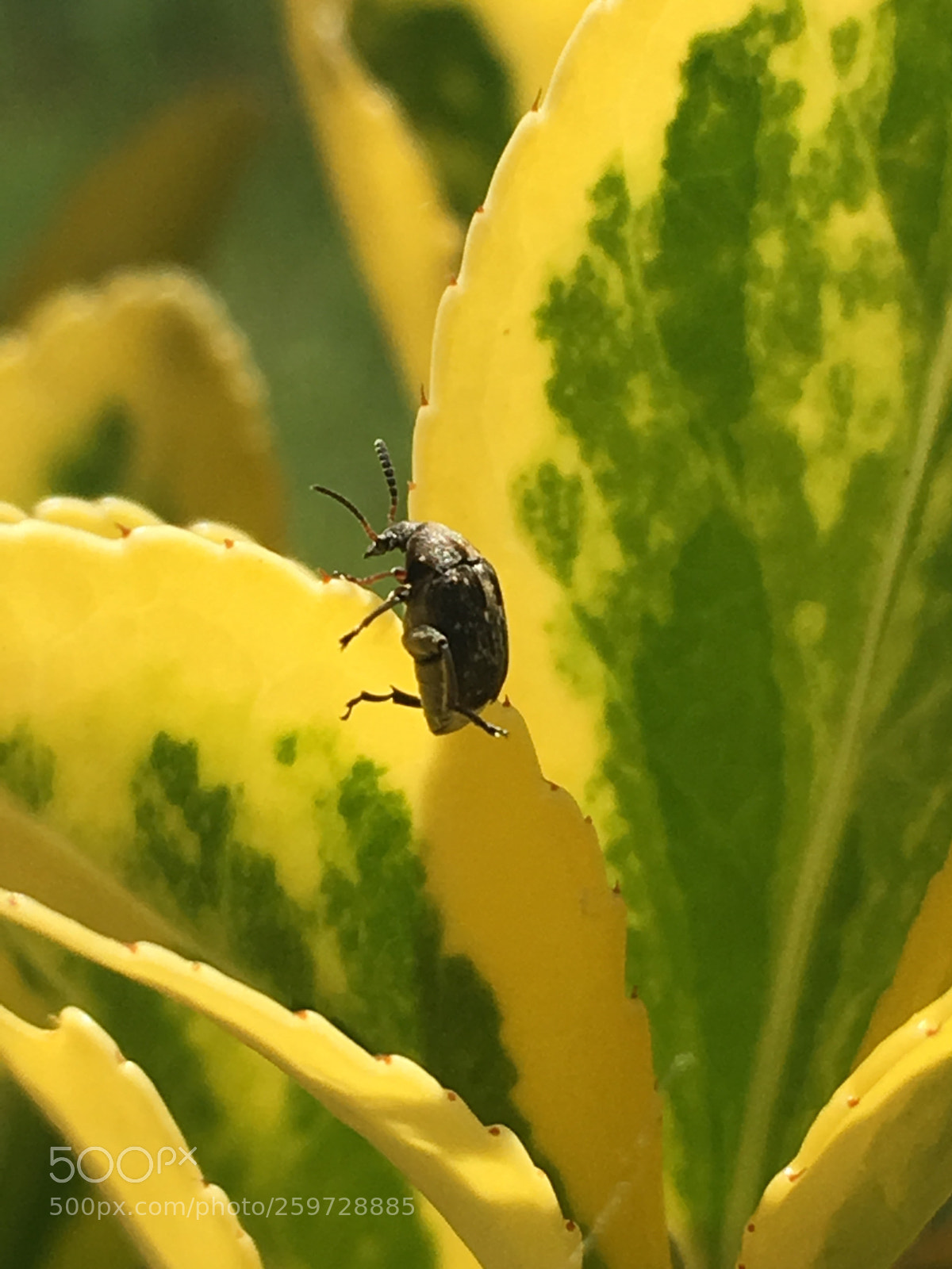 Apple iPhone 6s sample photo. Untitled photography